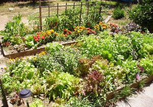 800px-raised_bed