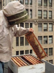 beekeeper beekeeper