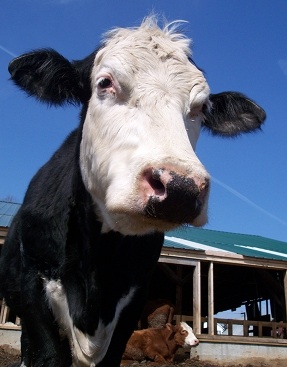 Meat